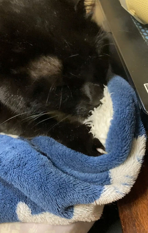 あられもふもふ