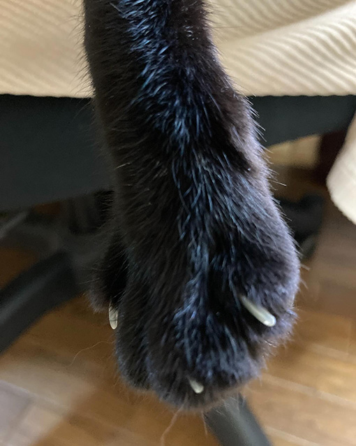 休日のあられその3